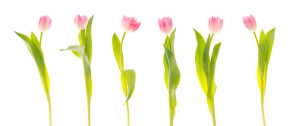 800px-Tulips_(5527679674)