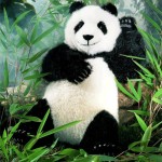 Panda-bear1